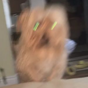 Meet your Posher, William